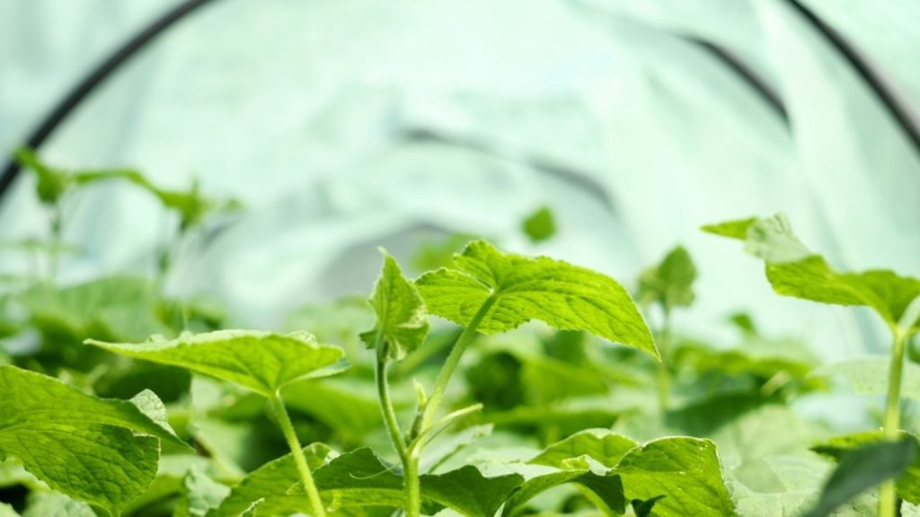 Cultivo protegido no Brasil: vantagens, desafios e como se preparar