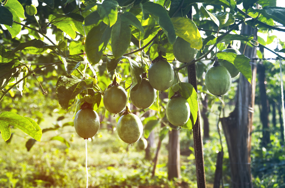 Conheça a técnica de enxertia que evita morte prematura em pés de maracujá