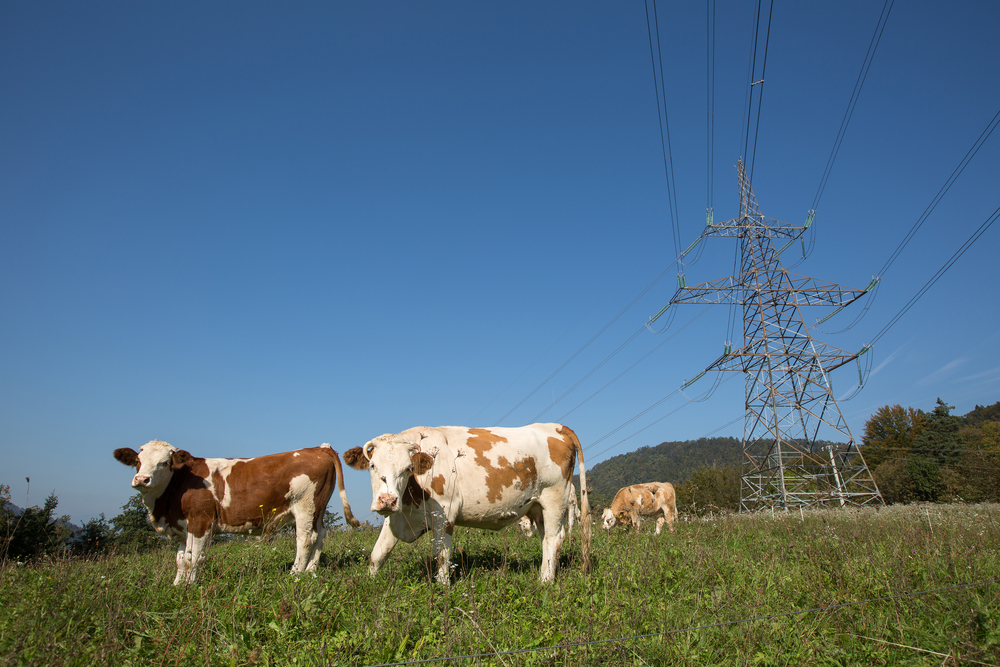 Energia renovável gera economia de 50% para agroindústria; conheça case de sucesso
