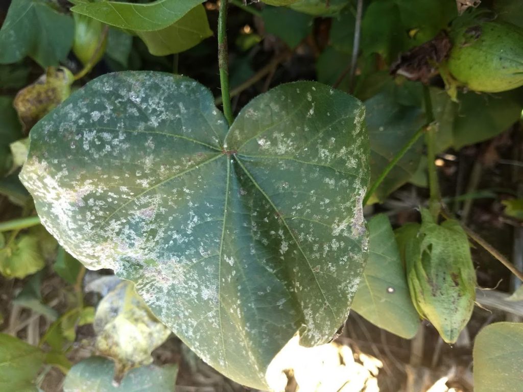 Quando e como controlar a mancha de ramulária do algodoeiro, causada por Ramularia areola