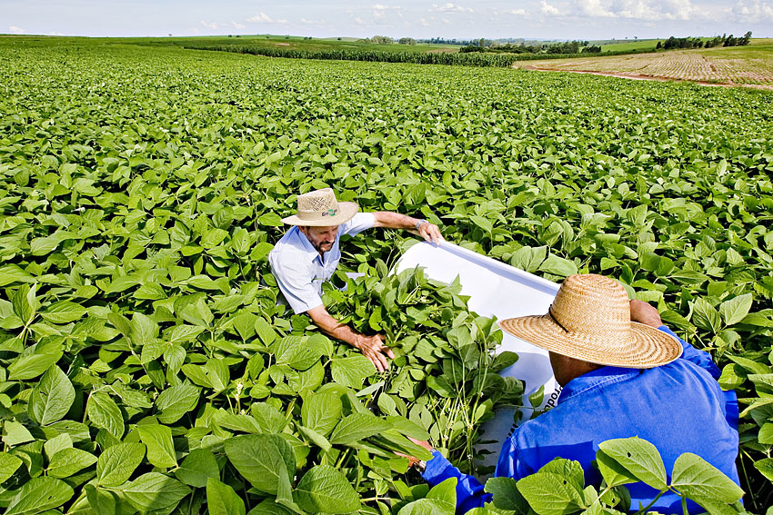 Manejo Integrado de Pragas: Saiba o que é e porque fazer