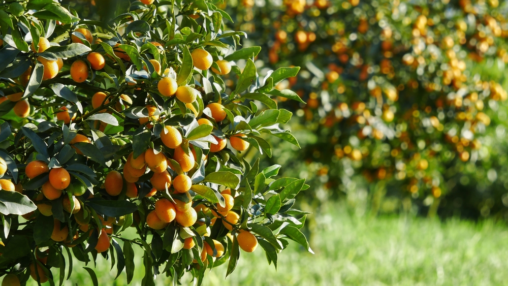 Conheça os óculos especiais que identificam doenças em folhas de citros