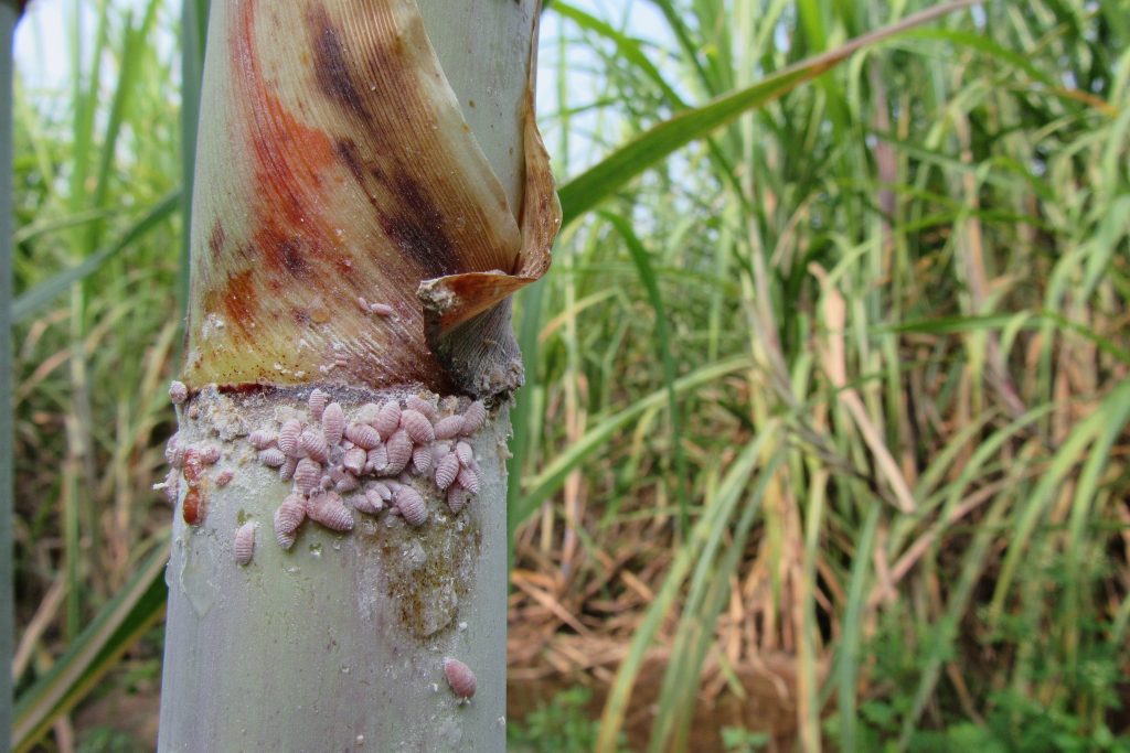Controle biológico no cultivo de cana: entenda os benefícios