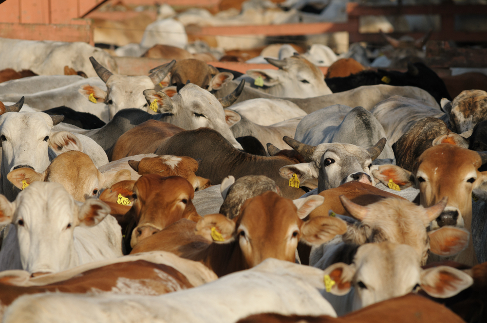 Evite prejuízos no confinamento formulando esta dieta