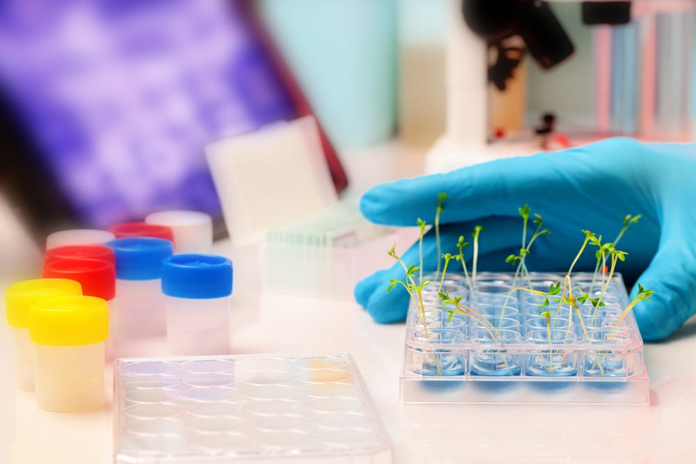 Como aumentar a produtividade com o uso de sementes transgênicas?