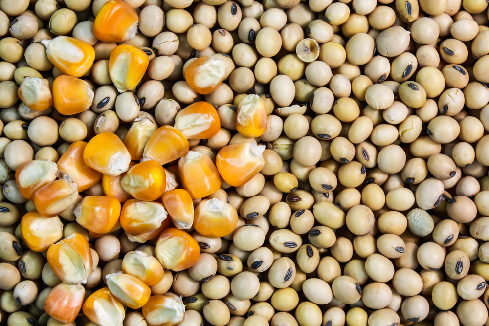 Plataforma analisa por talhão do cultivo de soja e milho em tempo quase real