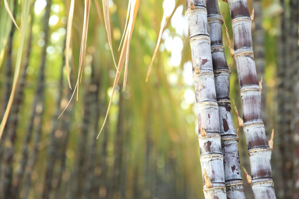 Dois processos básicos para realizar o cultivo simulado de cana de açúcar