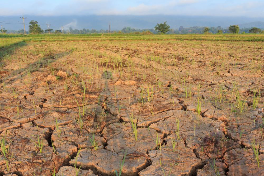 Como se preparar para o impacto do El Niño na agropecuária?