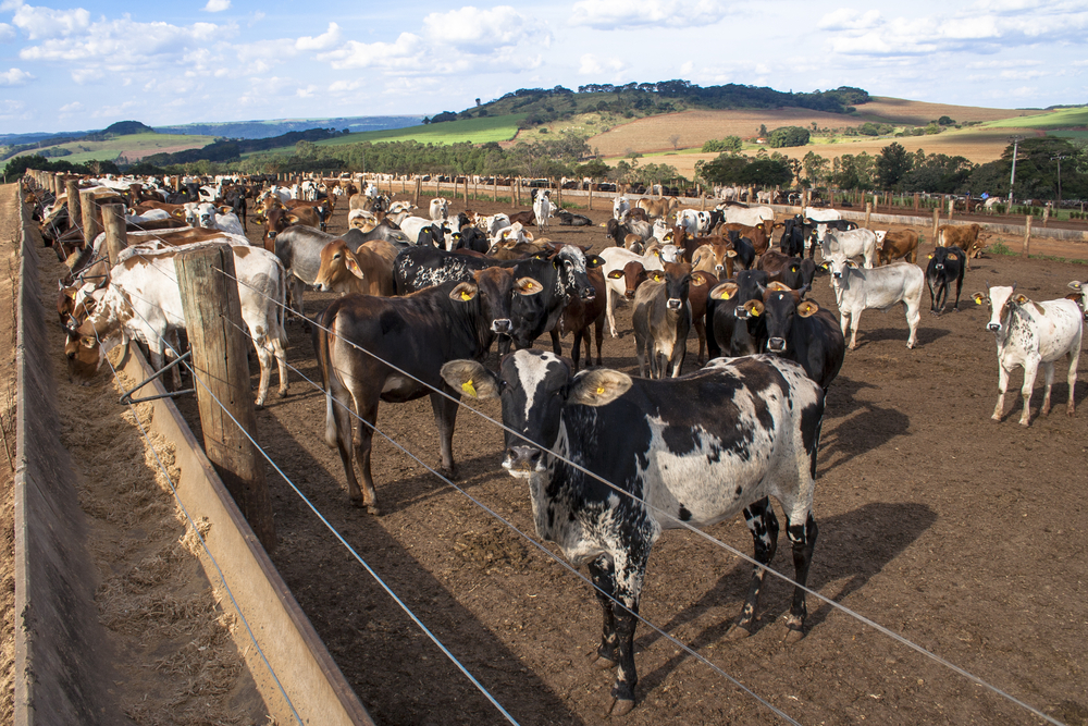 Confinamento de gado: pesquisador mostra como não errar