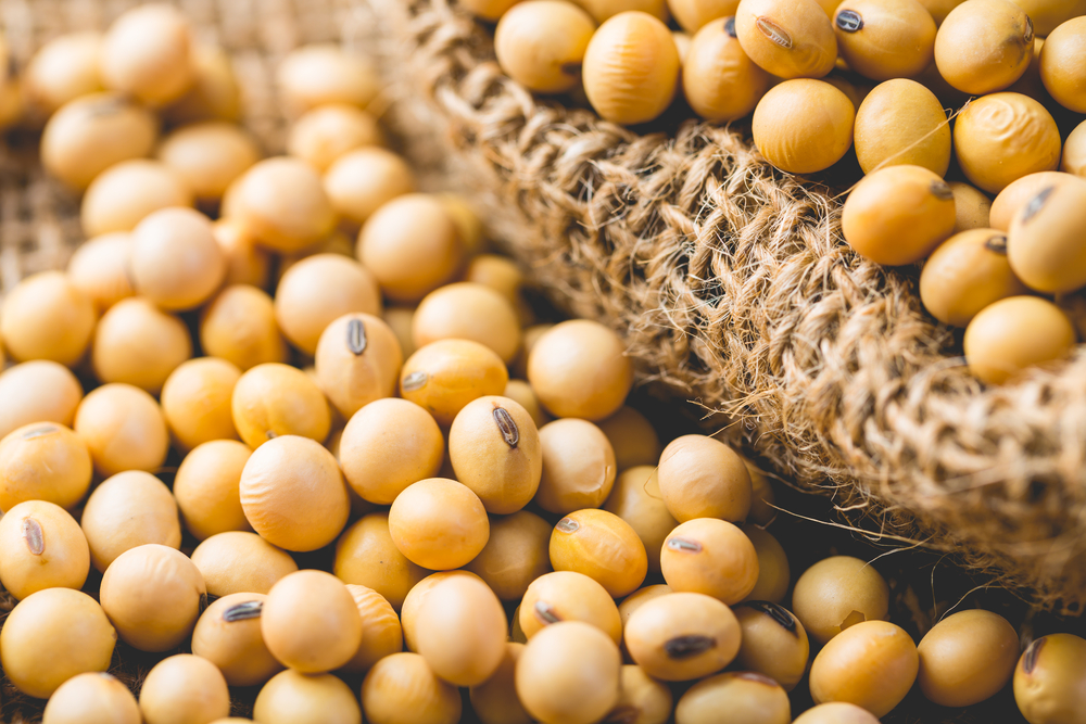 Proteja sua produção de soja de sementes piratas e evita perdas!