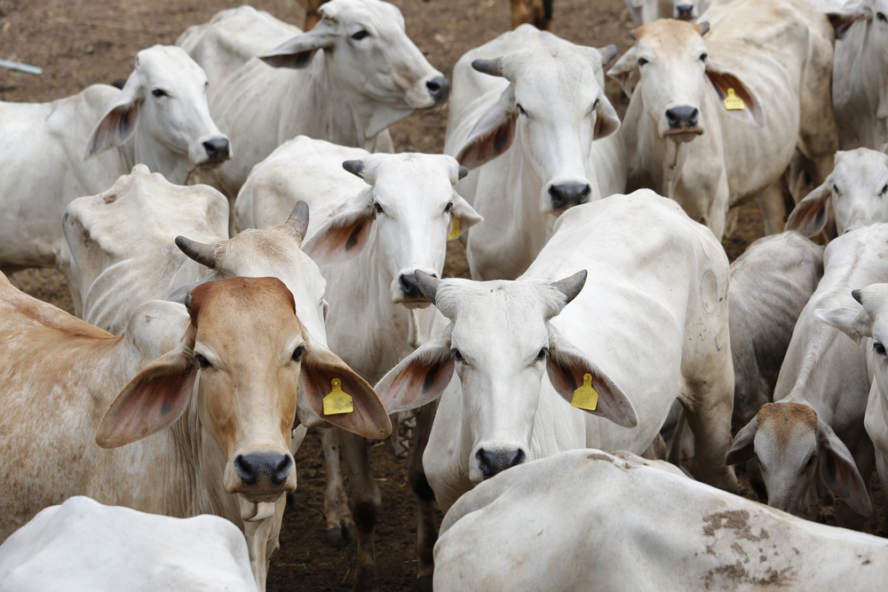 Principais desafios da criação de rebanhos para carne orgânica