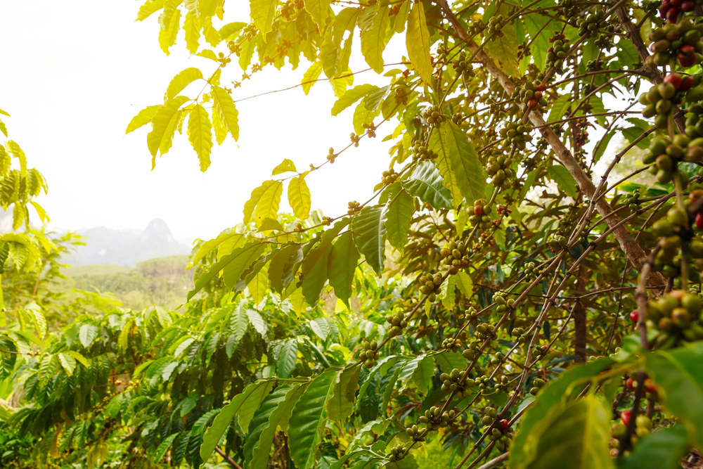 Entenda por que moderação é palavra-chave quando o assunto é irrigação no cafezal