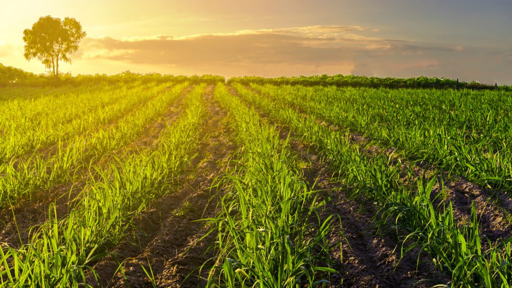 Existe um modelo “ideal” para espaçamento para canaviais?