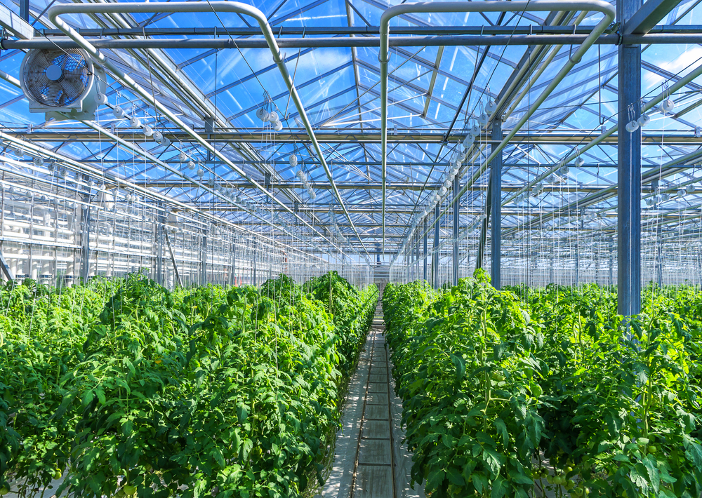 Inovações tecnológicas no plantio de tomate: busca de eficiência para conseguir mercado