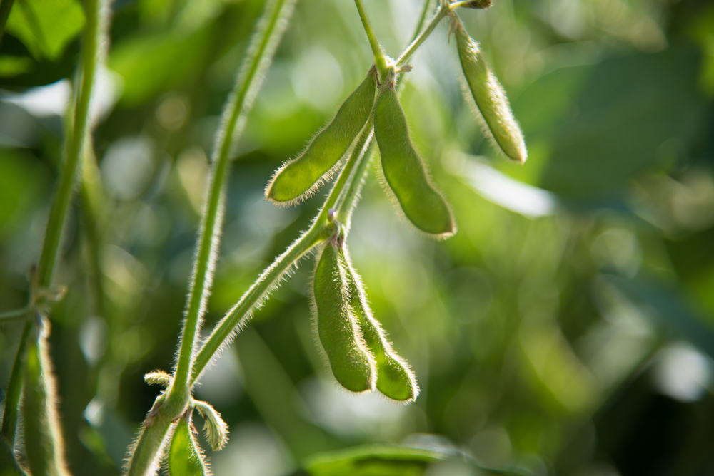 Conheça boas práticas no cultivo e colheita de soja