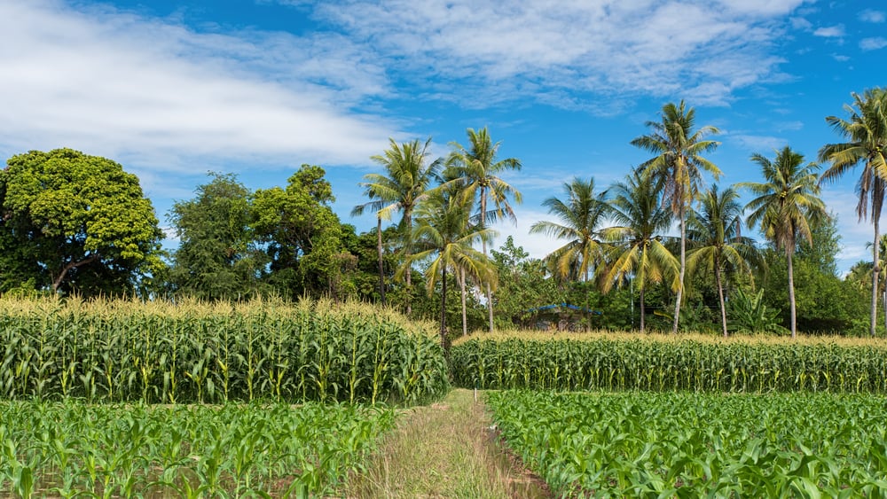 Cultivo consorciado pode aumentar a renda de pequenos produtores