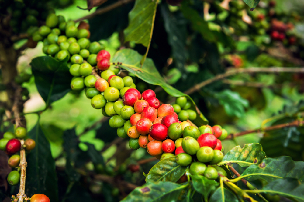 Tecnologias de secagem de grãos de café dispensam movimentação de grãos e reduzem custos