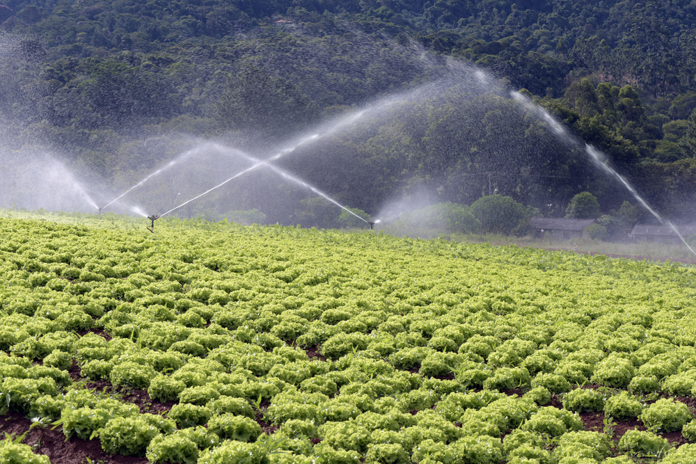 Metade da água usada pela agricultura é desperdiçada. Saiba como otimizar uso