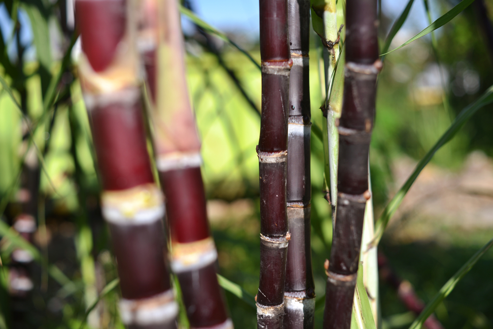 Gerar energia pelo bagaço de cana de açúcar: seria o futuro?