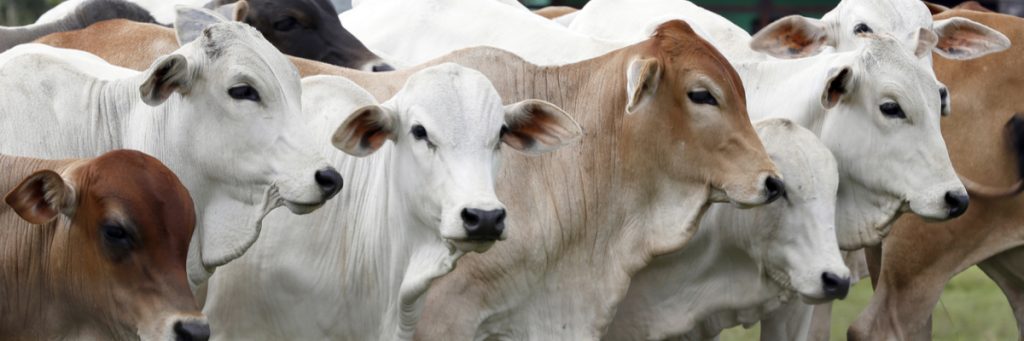 Tudo que você precisa saber sobre o boi 7.7.7