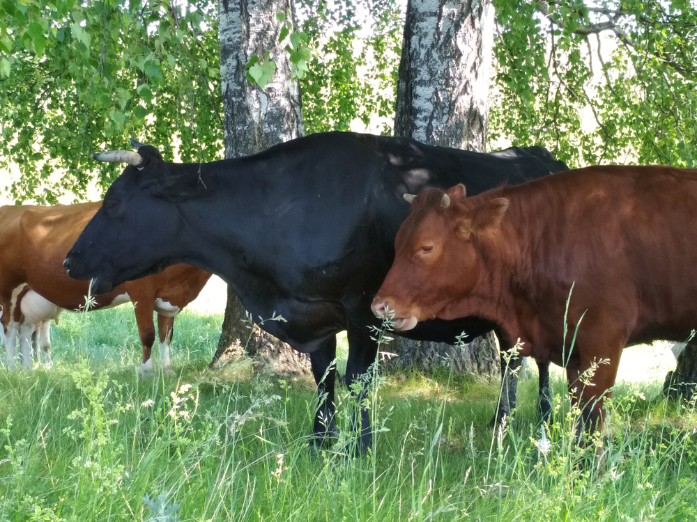 Por que usar iLPF aumenta atividade e produtividade do seu rebanho?