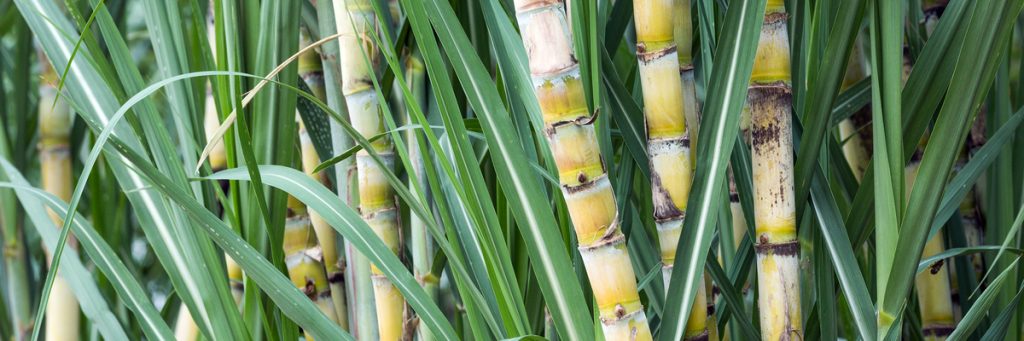 Novos horizontes para a alta produção de cana-de-açúcar
