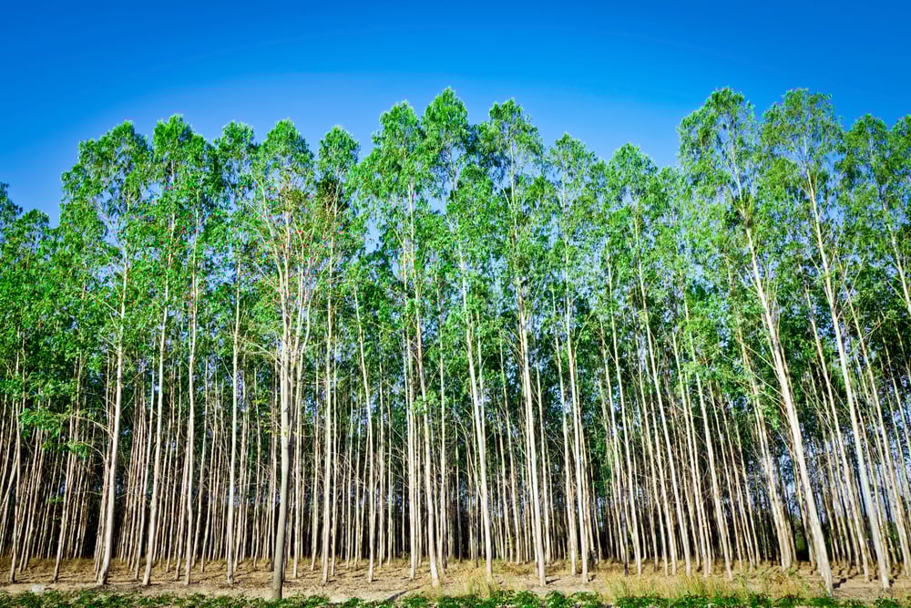 Sabia que eucalipto funciona como defensivo no combate a pragas?