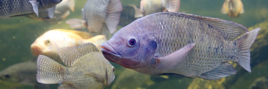 Produção de tilápias no Brasil