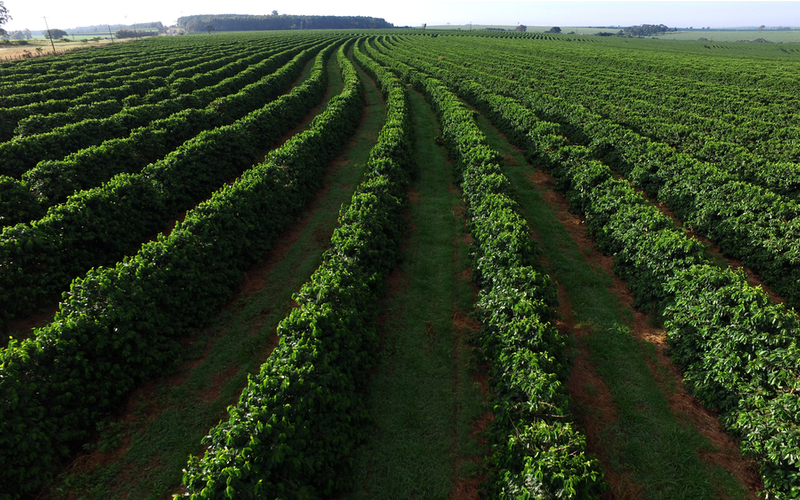 Comece no mercado de café com esses passos
