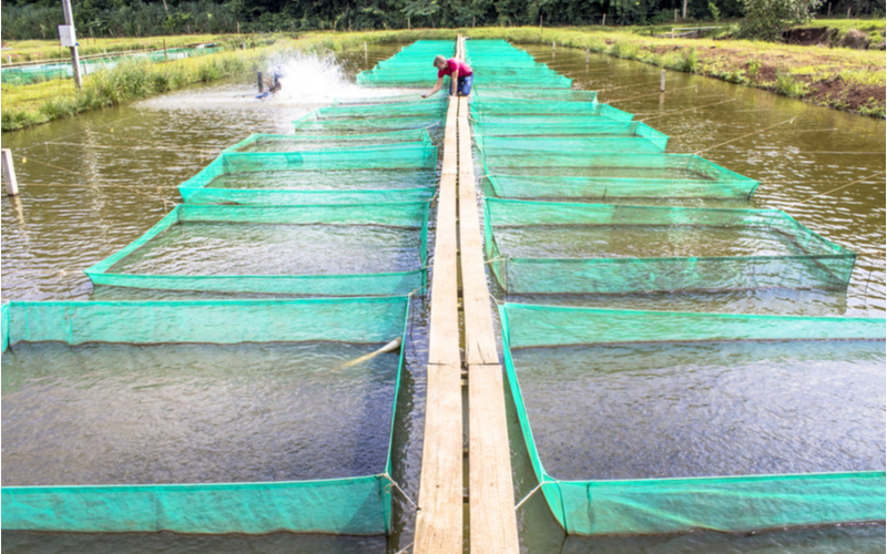 Piscicultor: essas são as ações para você crescer!