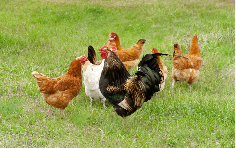 Para galinhas caipiras quanto mais espaço, melhor?