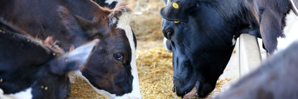 Suplementação de gado