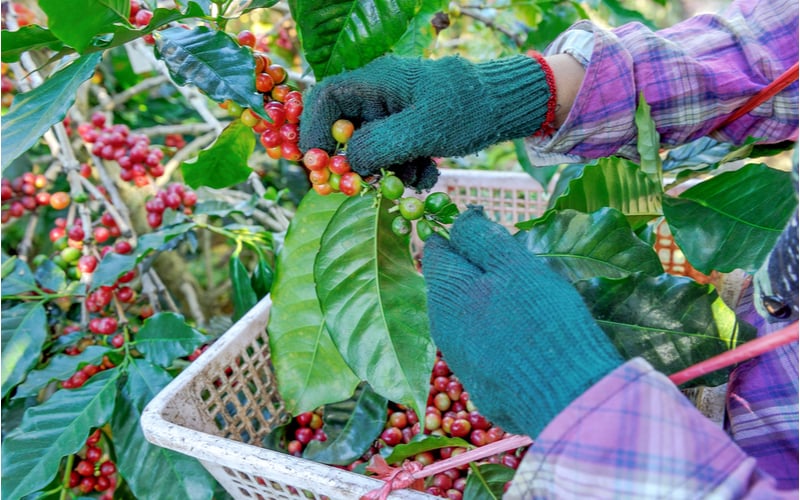 Esses são os desafios na produção de café no Brasil