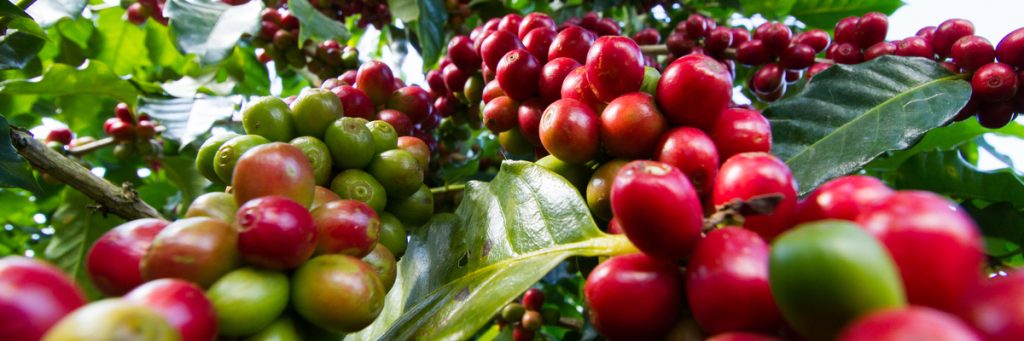 RENOVAÇÃO DE CAFEZAIS