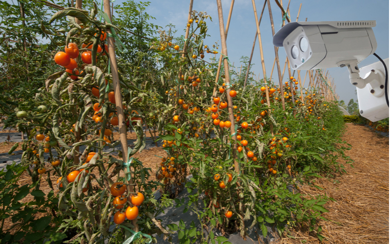 Videomonitoramento pode melhorar minha produtividade e competitividade?