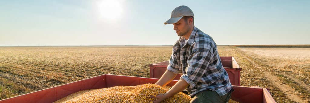 Produção de grãos