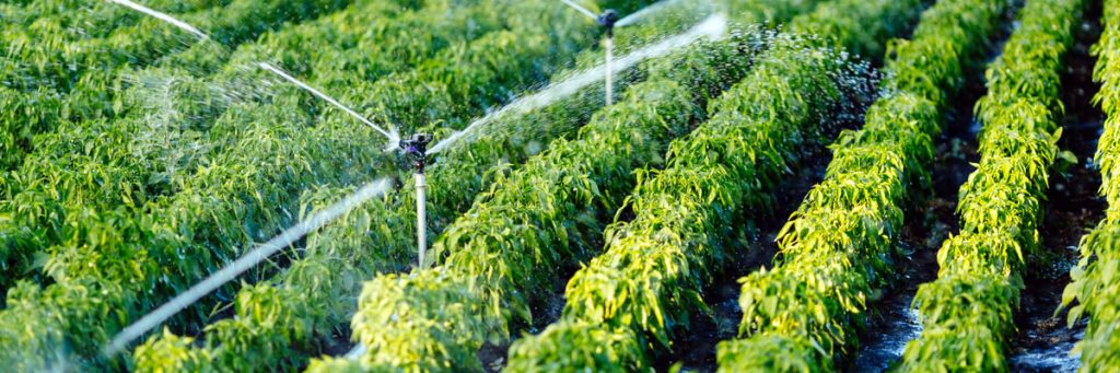 Irrigação no agronegócio