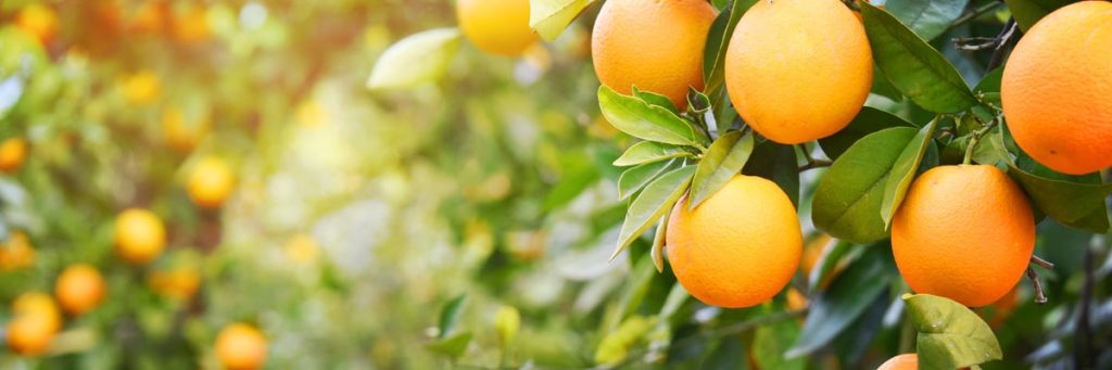 PRODUÇÃO DE CITROS