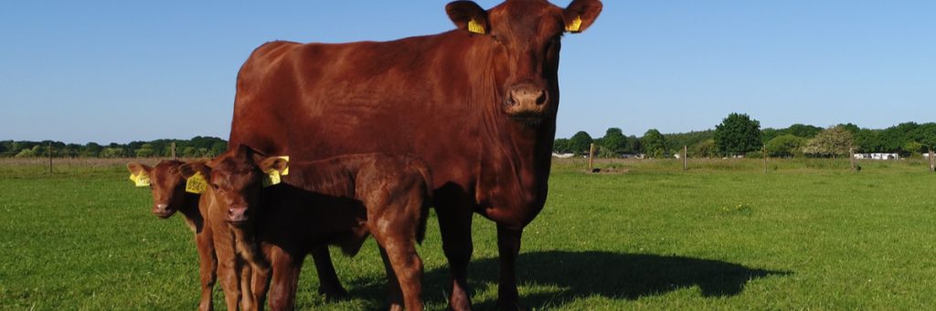 Manejo reprodutivo de gado