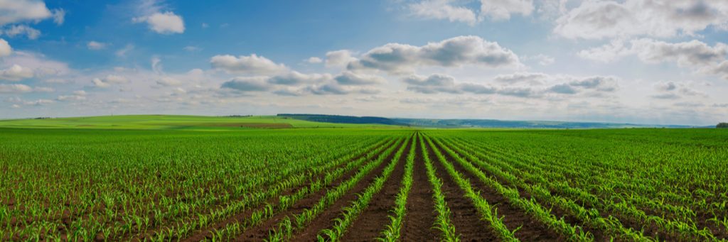 Rendimento produtivo e não expansivo