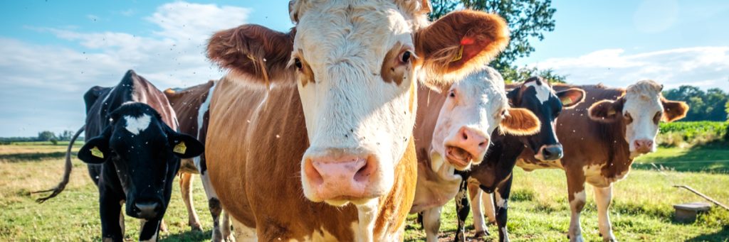 Pecuária de precisão