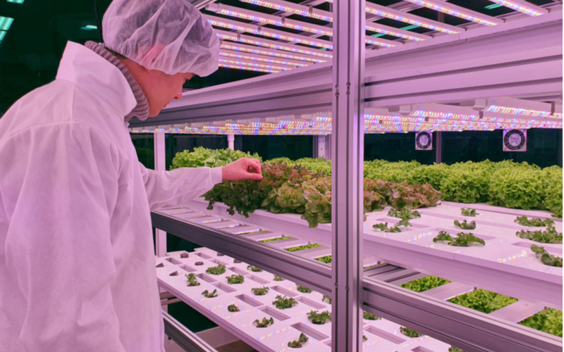 Produtores: como melhorar produtividade com fazendas verticais