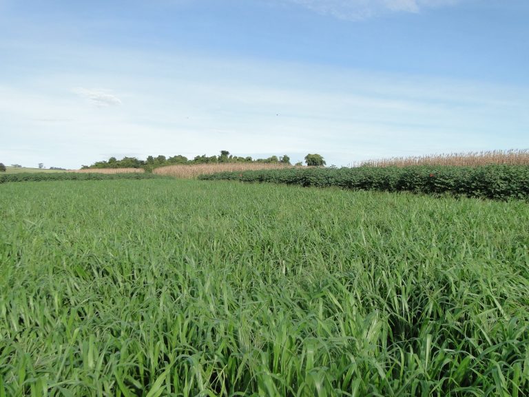 Plantas de cobertura_ Foto Alexandre Cunha Ferreira.JPG
