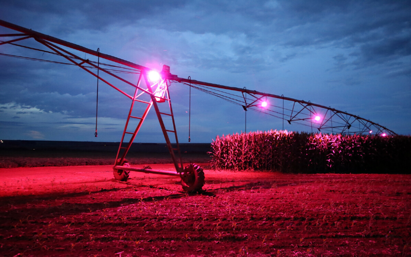 Iluminação artificial incremente sua produção em até 70%