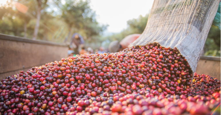 Esses são os cuidados para evitar covid-19 na produção de café