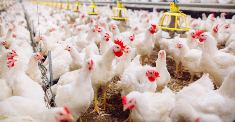 Avicultor: tenha esses cuidados quanto a Covid-19