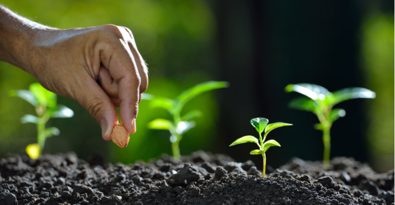 Como introduzir uma nova cultivar importada na fazenda?