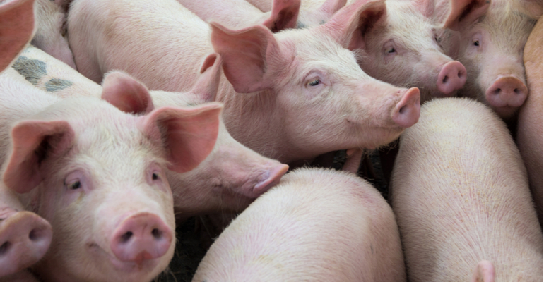 Como prevenir infecções intestinais em leitões