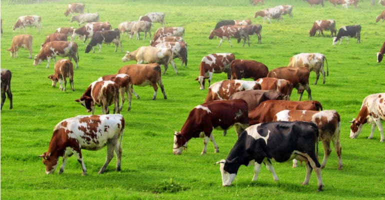 Sanidade em rebanhos bovinos: desafios para produtividade