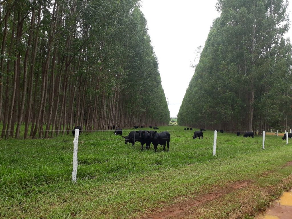 Sistema ILPF: uma revolução em curso